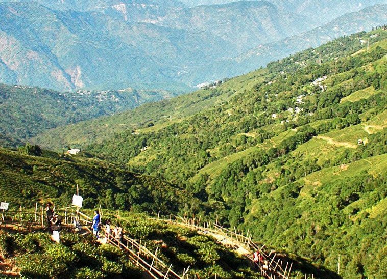 Tea Garden View